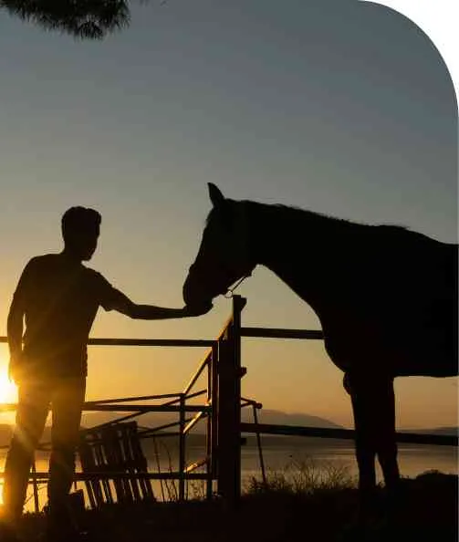 Equine Therapy 